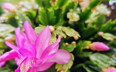 什么花不怕太阳晒？盘点10种耐晒耐热好养的花卉