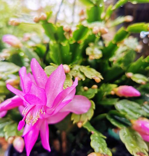 什么花不怕太阳晒？盘点10种耐晒耐热好养的花卉