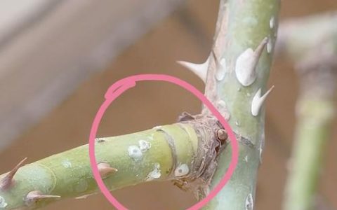 月季花上有白色小虫结网怎么治？白粉虱防治全攻略