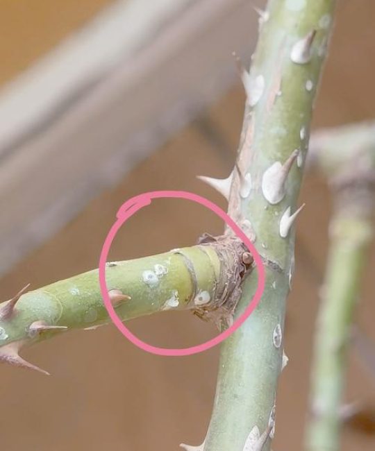 月季花上有白色小虫结网怎么治？白粉虱防治全攻略
