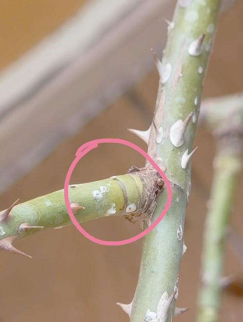 月季花上有白色小虫结网怎么治?白粉虱防治全攻略 月季花上有白色小虫结网怎么治?白粉虱防治全攻略
