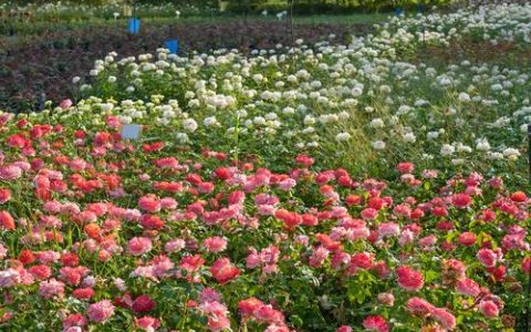 月季花四季开花养护指南：光照水肥修剪与盆栽地栽全解析