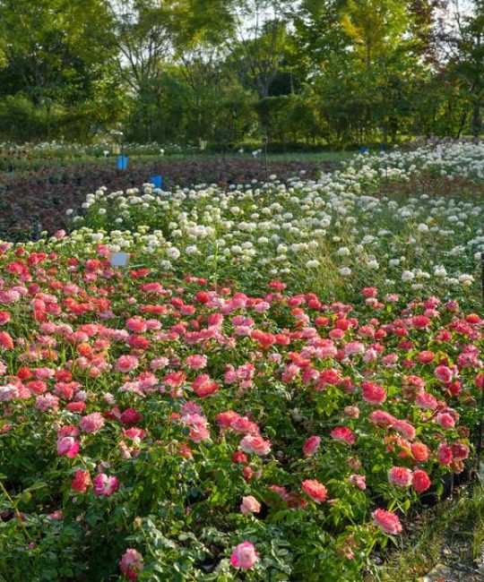 月季花四季开花养护指南：光照水肥修剪与盆栽地栽全解析
