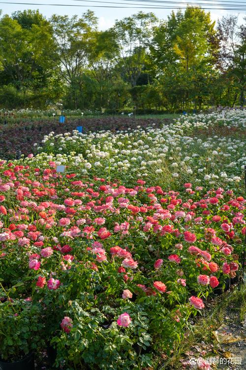 月季花四季开花养护指南：光照水肥修剪与盆栽地栽全解析