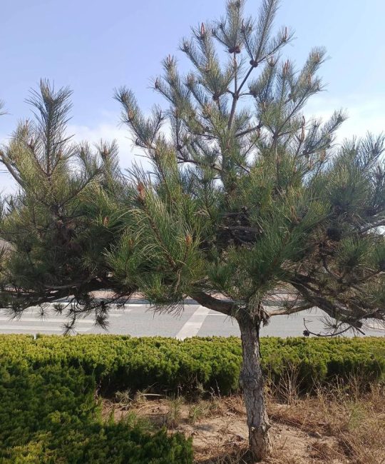 坟前栽松树的风水讲究与技术规范（禁忌与种植指南）