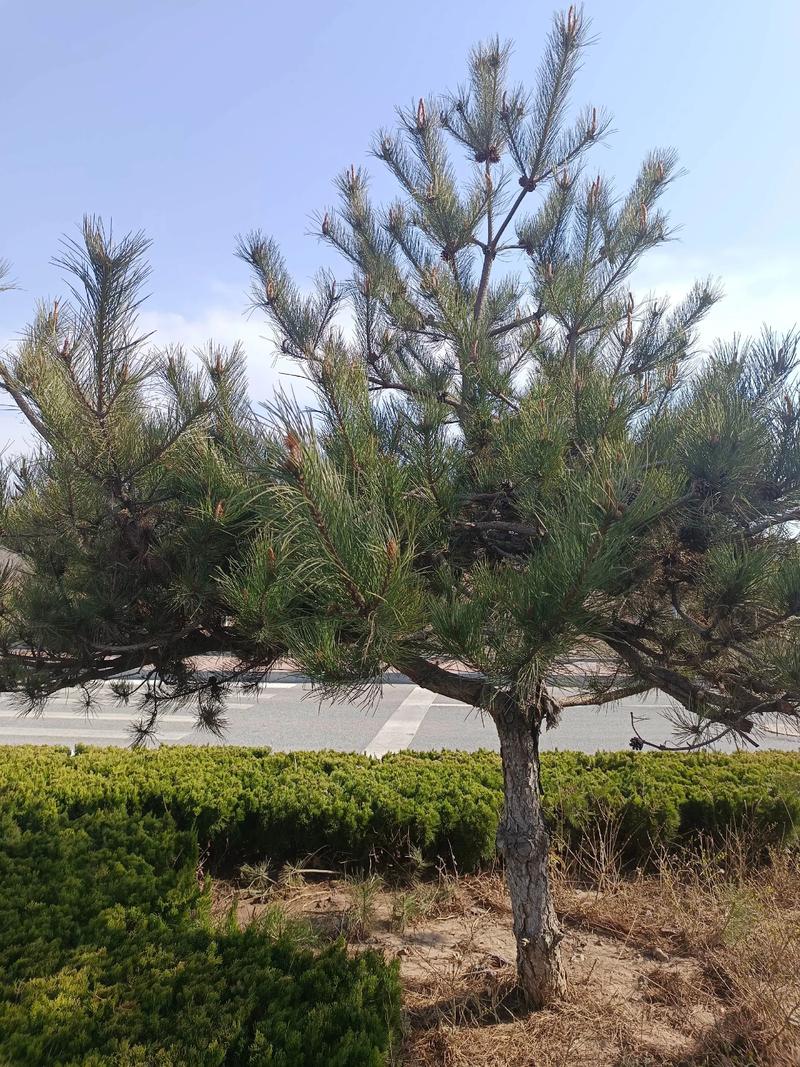 坟前栽松树的风水讲究与技术规范(禁忌与种植指南) 坟前栽松树的风水讲究与技术规范(禁忌与种植指南)
