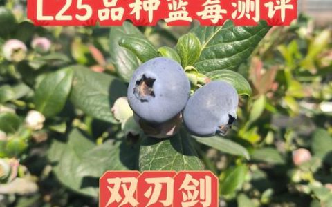 蓝莓品种介绍大全