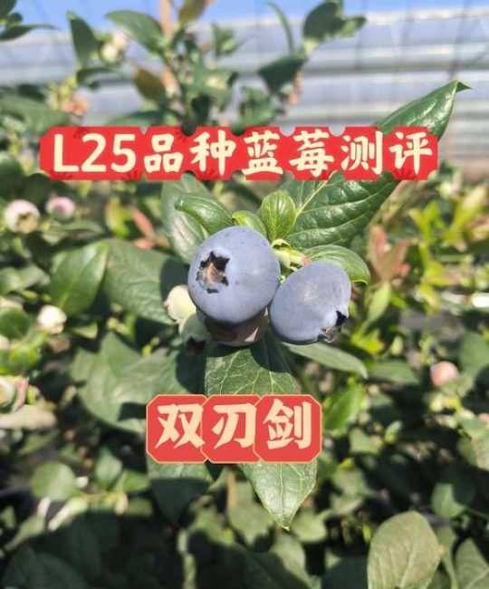 蓝莓品种介绍大全