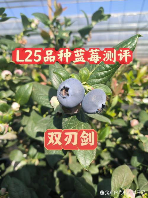 蓝莓品种介绍大全