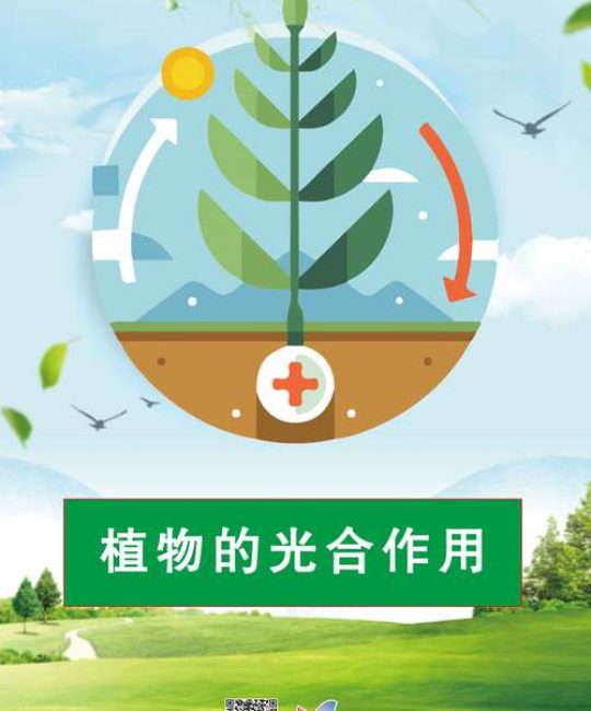 光对植物生长起着什么作用？药食同源植物的光照管理指南
