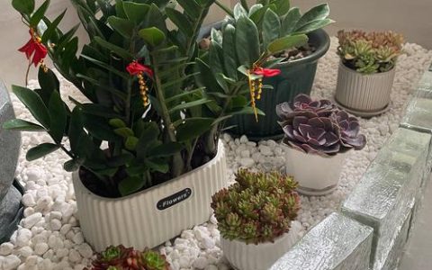 三角梅怎么养才爆花？盆栽庭院种植全攻略