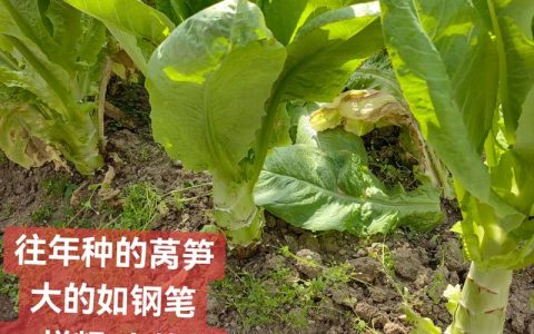 莴笋移栽后多久收获？45-60天成熟全流程解析