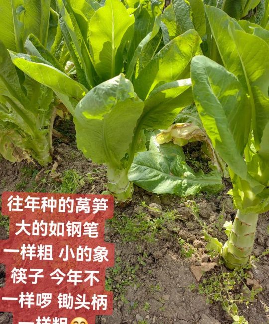 莴笋移栽后多久收获？45-60天成熟全流程解析