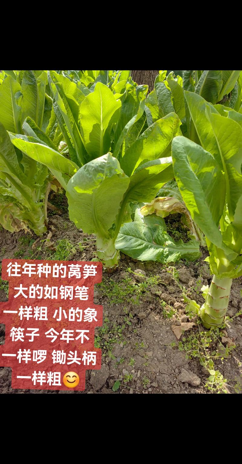 莴笋移栽后多久收获?45-60天成熟全流程解析 莴笋移栽后多久收获?45-60天成熟全流程解析