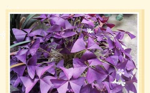紫叶酢浆草种植方法：从种球到爆盆的实操指南