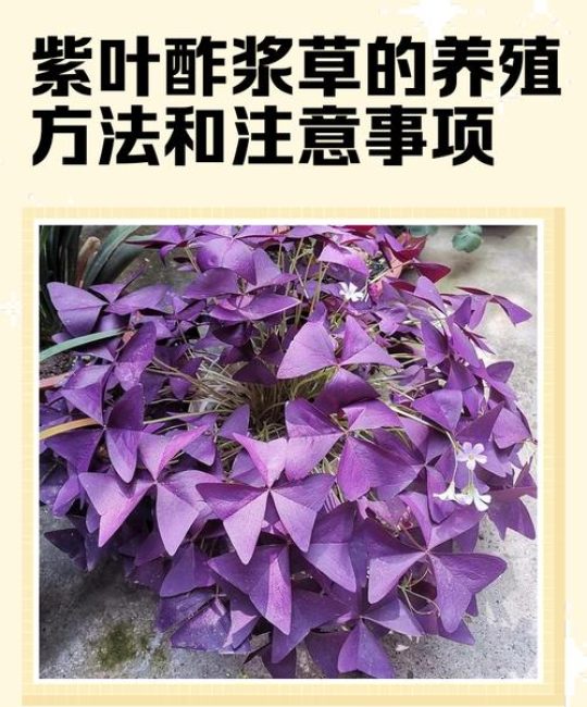 紫叶酢浆草种植方法：从种球到爆盆的实操指南