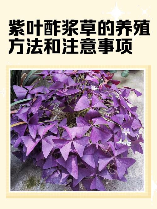 紫叶酢浆草种植方法：从种球到爆盆的实操指南