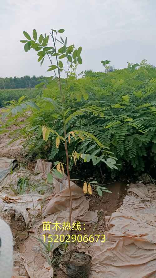 紫穗槐价格是多少？规格、产地、季节影响报价