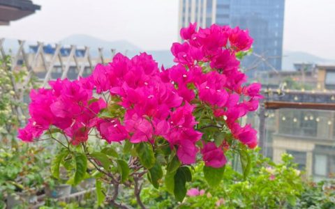 红狐狸尾巴三角梅勤花吗？详解养护技巧与爆花秘诀