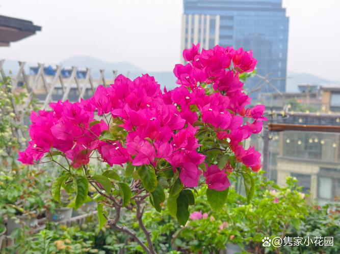 红狐狸尾巴三角梅勤花吗?详解养护技巧与爆花秘诀 红狐狸尾巴三角梅勤花吗?详解养护技巧与爆花秘诀