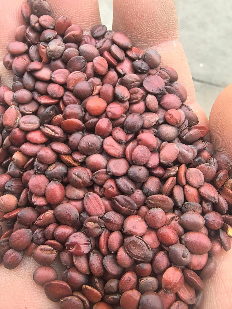 正宗酸枣仁的产地在哪里？太行山脉核心产区详解