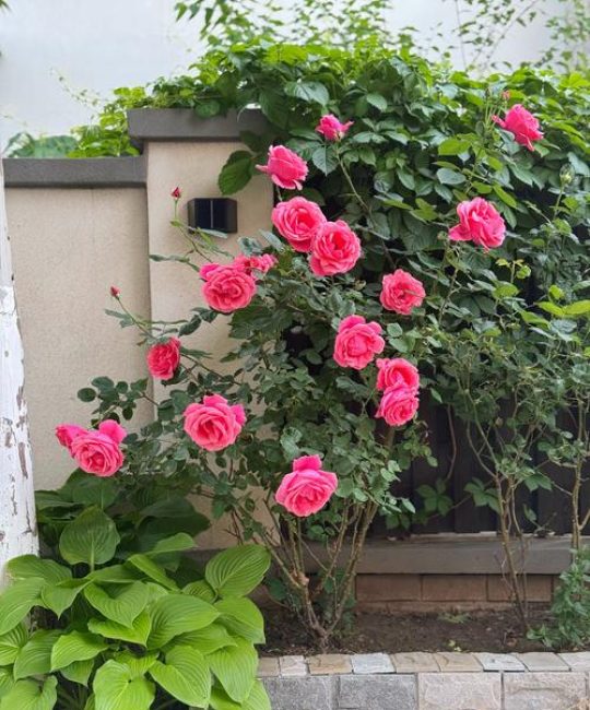 月季花种在院子里对风水好吗？科学养护与民俗寓意全解析