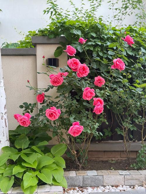 月季花种在院子里对风水好吗？科学养护与民俗寓意全解析