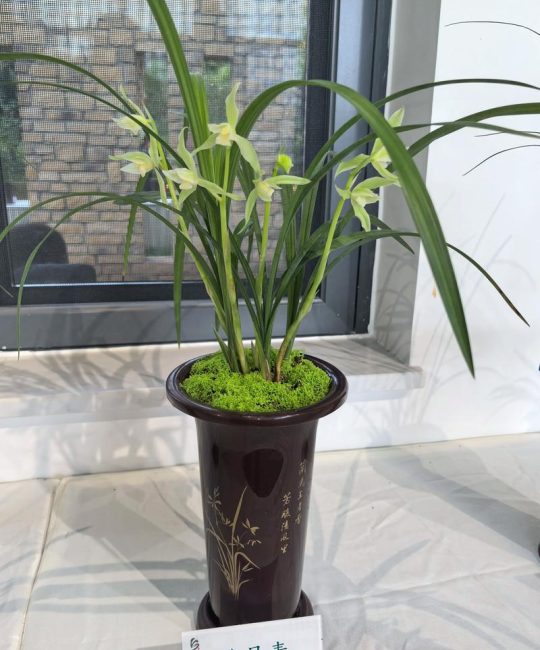 兰花草别名叫什么？中国春兰的植物学百科