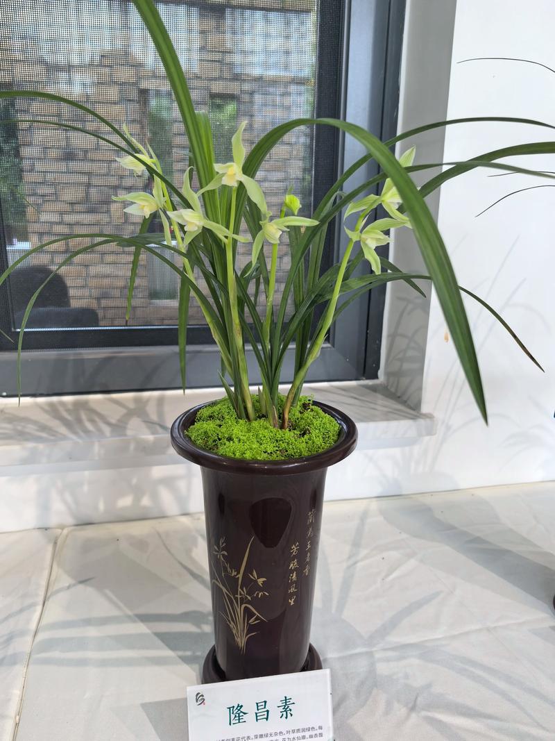 兰花草别名叫什么？中国春兰的植物学百科