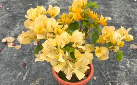 三角梅好好黄是勤花品种吗？养护技巧与开花爆盆指南