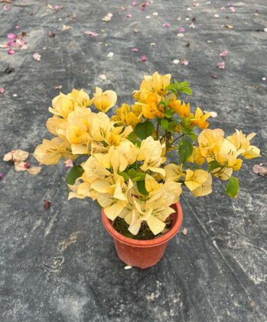 三角梅好好黄是勤花品种吗？养护技巧与开花爆盆指南