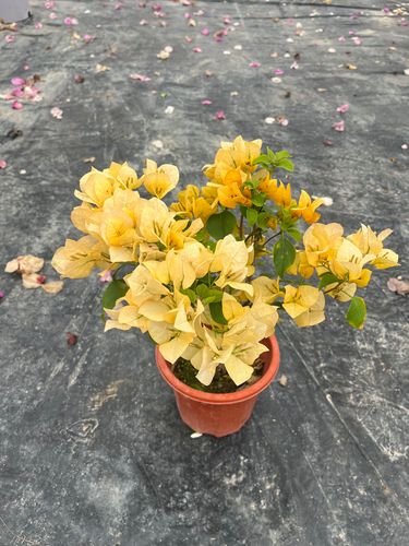 三角梅好好黄是勤花品种吗?养护技巧与开花爆盆指南 三角梅好好黄是勤花品种吗?养护技巧与开花爆盆指南