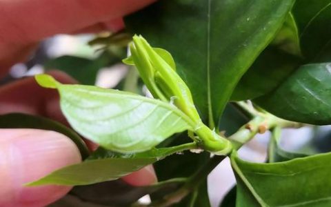 栀子花的虫子怎么去除？高效识别与科学防治全指南