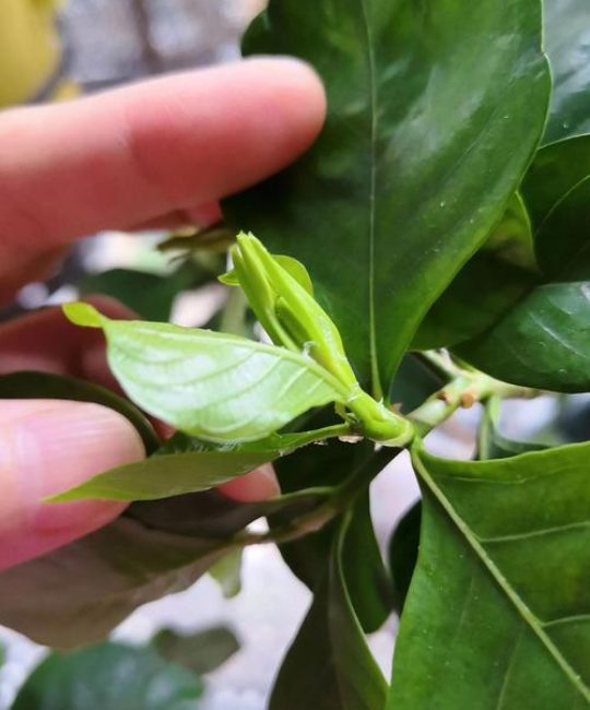 栀子花的虫子怎么去除？高效识别与科学防治全指南