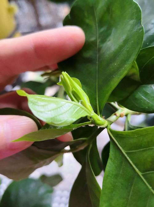 栀子花的虫子怎么去除?高效识别与科学防治全指南 栀子花的虫子怎么去除?高效识别与科学防治全指南