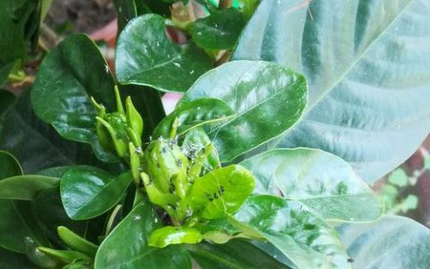 栀子花百科：特征、习性及常见病虫害防治