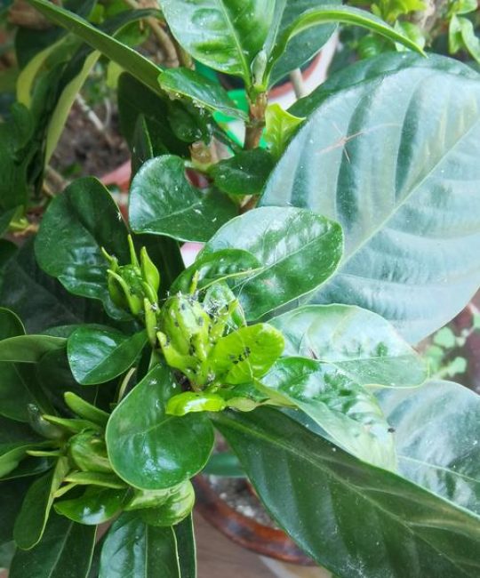 栀子花百科：特征、习性及常见病虫害防治