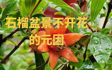 石榴开花不结果怎么办？5步解决落花落果难题，提升坐果率