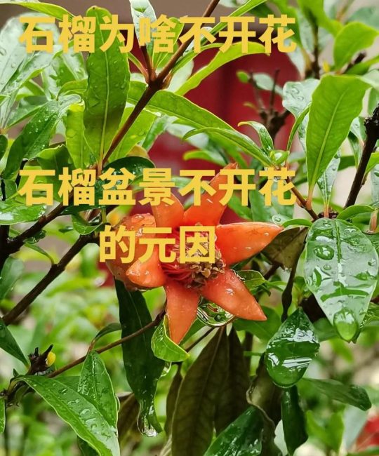 石榴开花不结果怎么办？5步解决落花落果难题，提升坐果率