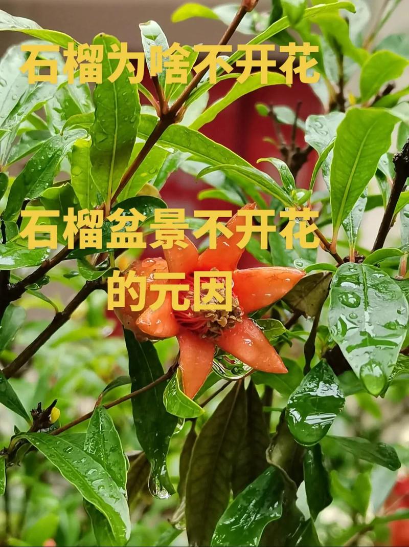 石榴开花不结果怎么办?5步解决落花落果难题,提升坐果率 石榴开花不结果怎么办?5步解决落花落果难题,提升坐果率