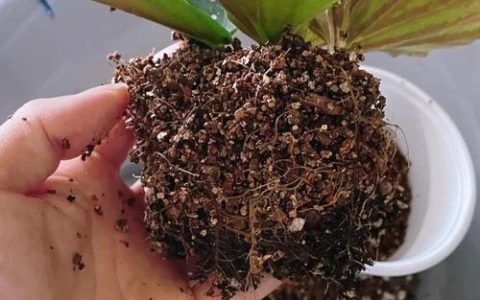竹节海棠扦插繁殖全指南：最佳时间、基质配比与成活率提升技巧