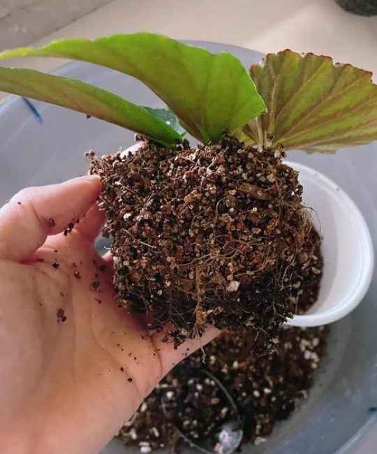 竹节海棠扦插繁殖全指南：最佳时间、基质配比与成活率提升技巧