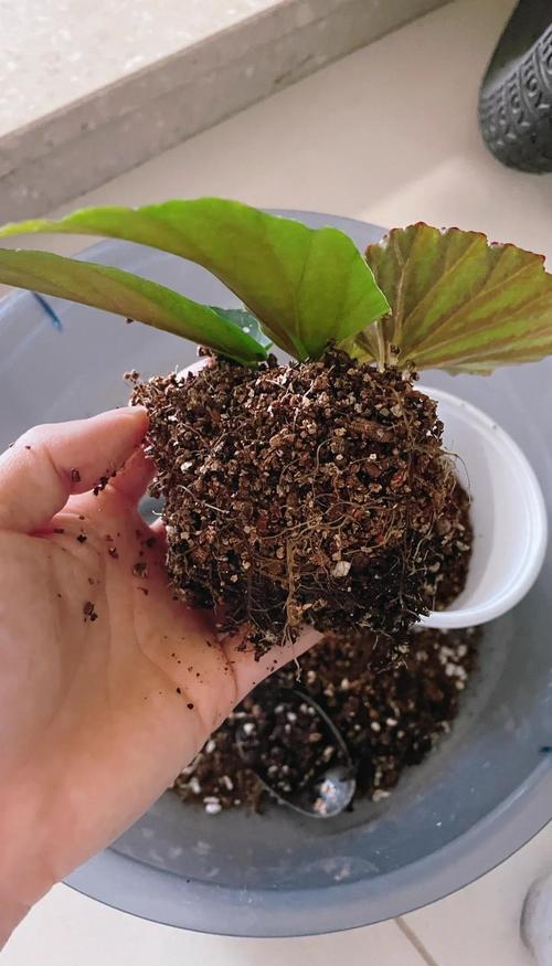 竹节海棠扦插繁殖全指南：最佳时间、基质配比与成活率提升技巧