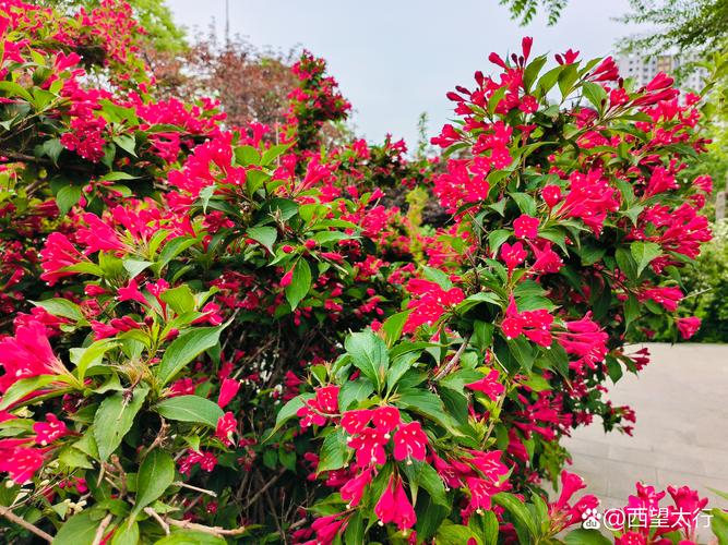 红王子锦带耐寒多少度？南北种植全指南