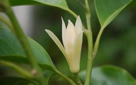 白玉兰香味浓吗？种植与养护全攻略