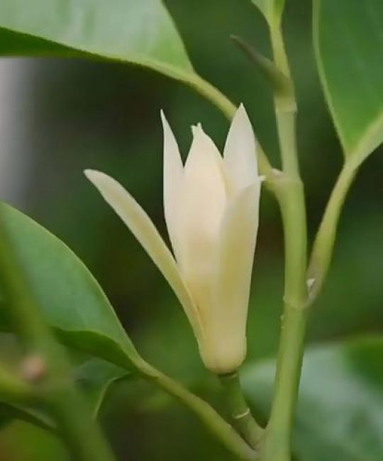 白玉兰香味浓吗？种植与养护全攻略