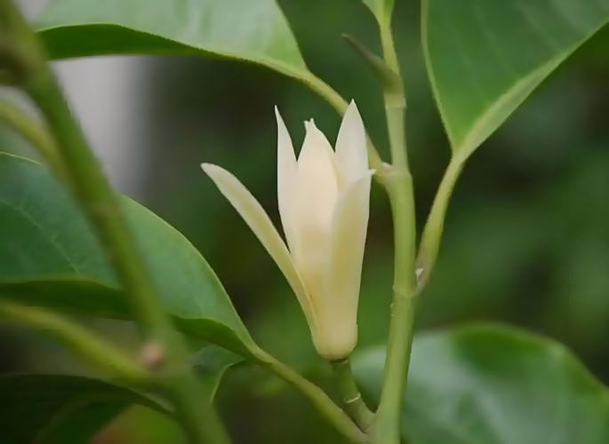 白玉兰香味浓吗?种植与养护全攻略 白玉兰香味浓吗?种植与养护全攻略