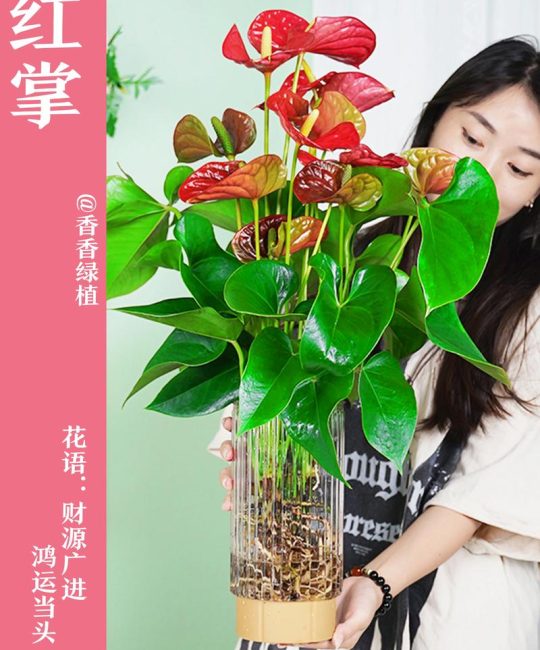 红掌怎么养才能更旺盛开花？家庭养护全攻略