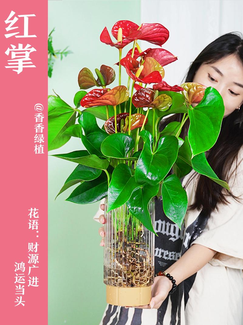 红掌怎么养才能更旺盛开花？家庭养护全攻略