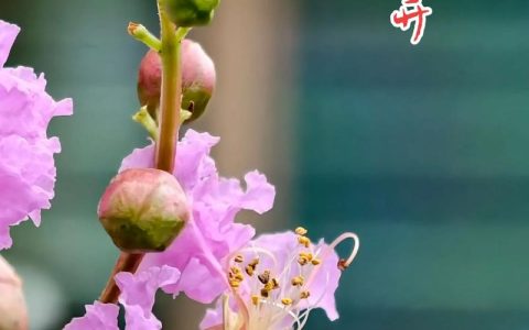 紫微花树插植方法详解：新手也能成活的扦插繁殖技巧